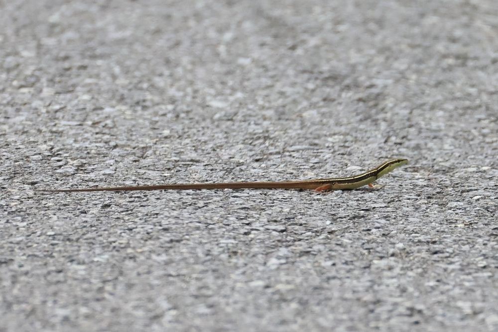 Long-tailed Grass Lizard