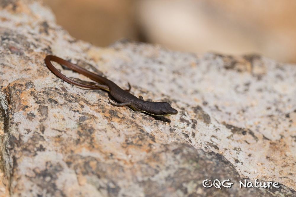 Takydromus sylvaticus