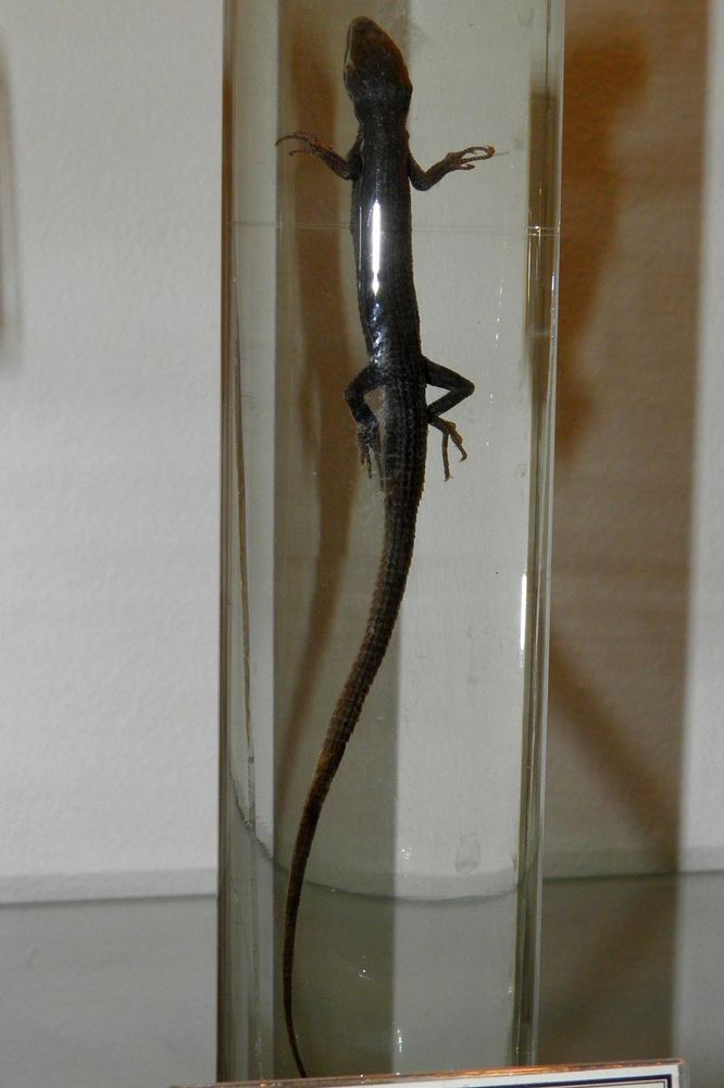 Takydromus wolteri