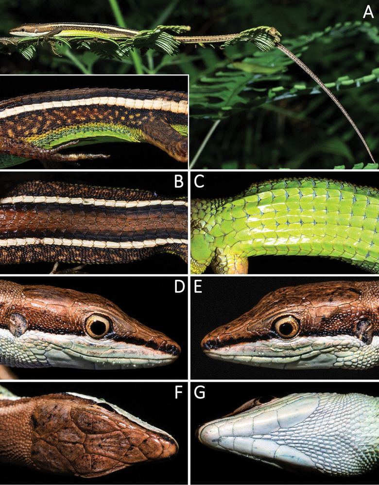 Takydromus yunkaiensis