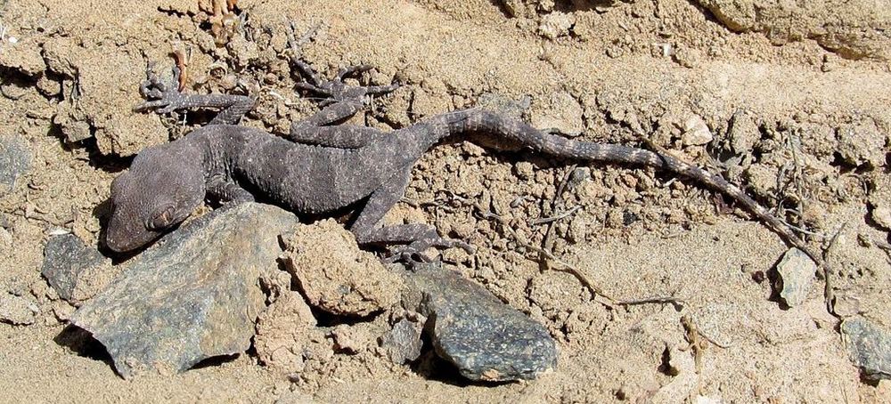 Tenuidactylus elongatus