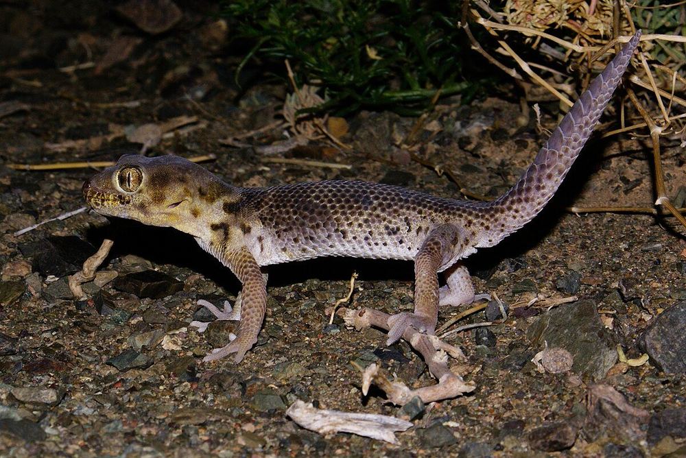 Teratoscincus przewalskii