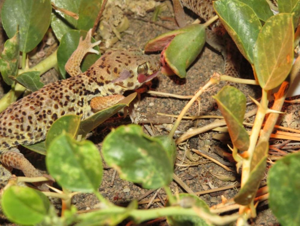 Teratoscincus roborowskii