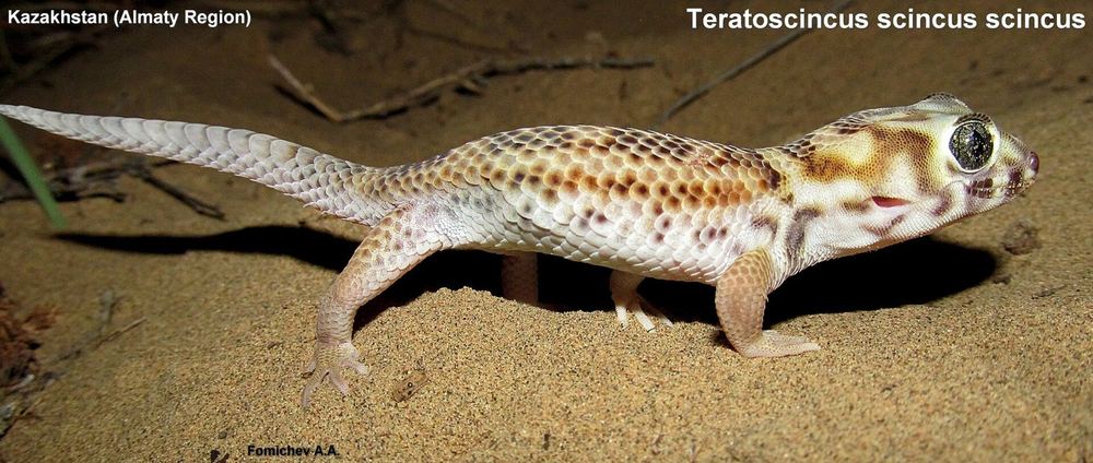 Teratoscincus scincus