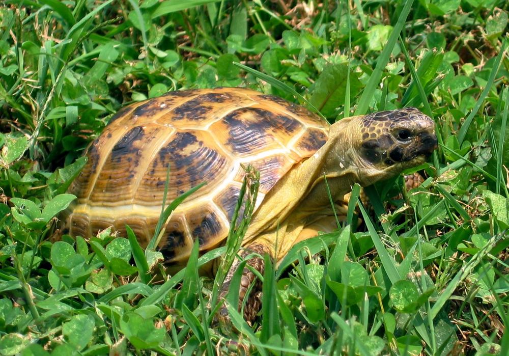Testudo horsfieldii