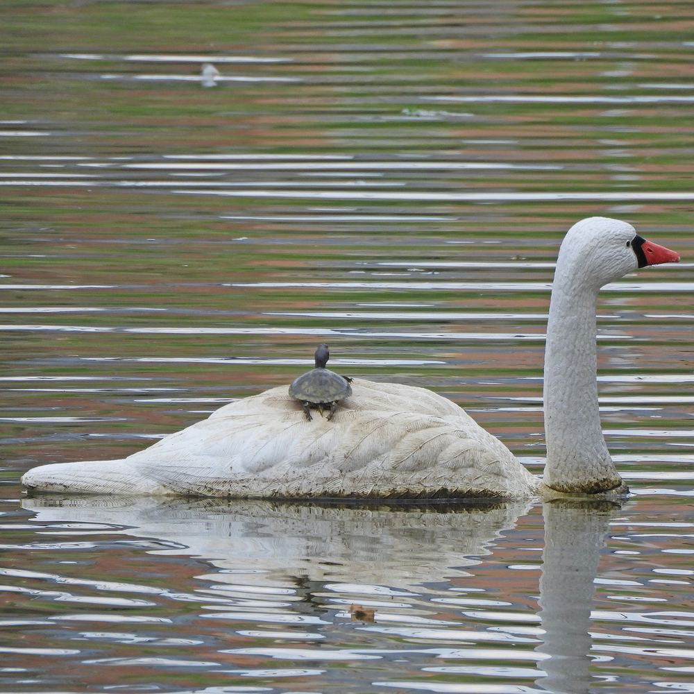 Pond Slider