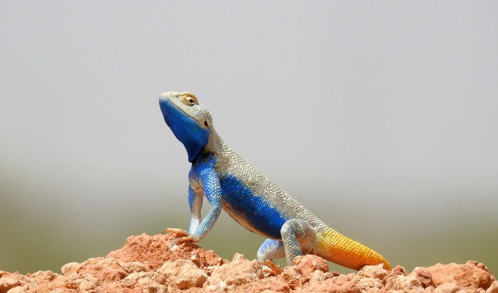 Brilliant Ground Agama