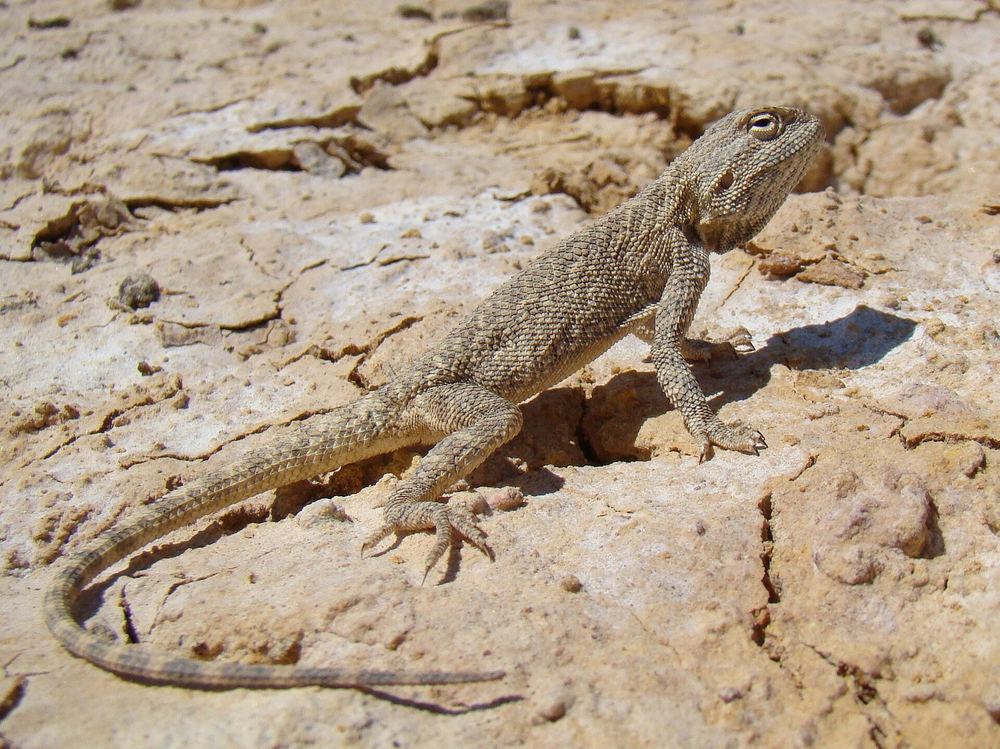 Trapelus sanguinolentus