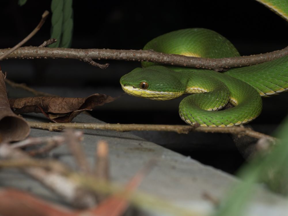 White-lipped Pit-viper