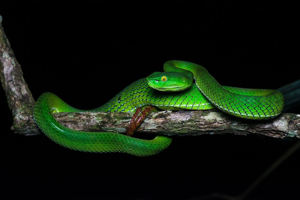 Trimeresurus gumprechti