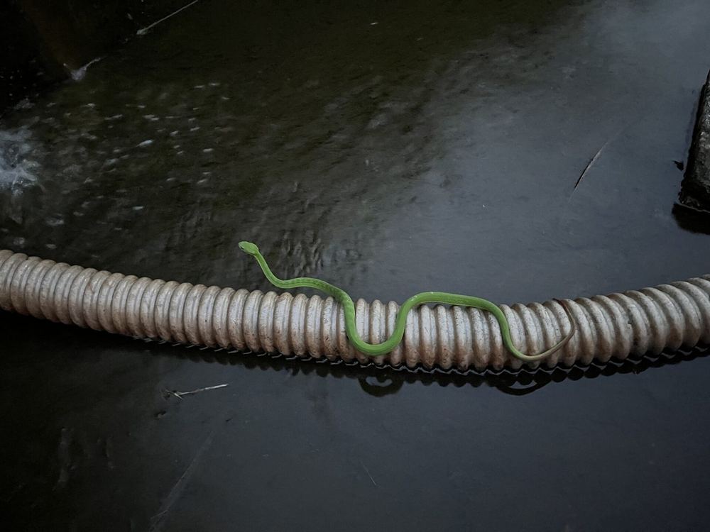 Trimeresurus guoi
