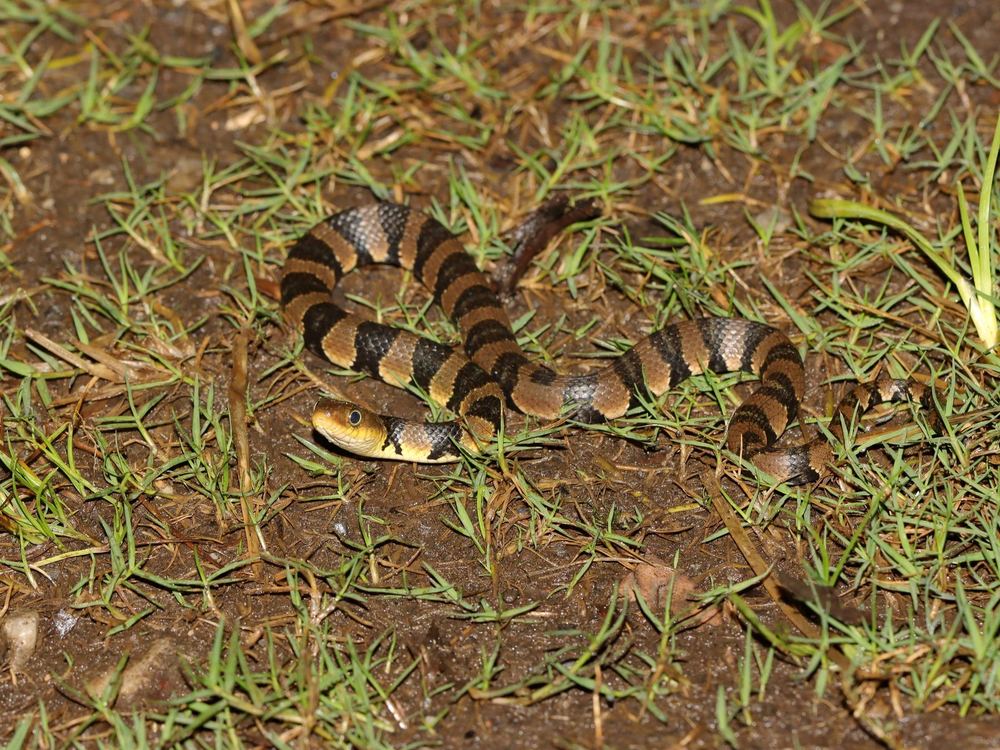 Yunnan Water Snake