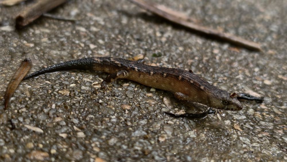 Tropidophorus hainanus