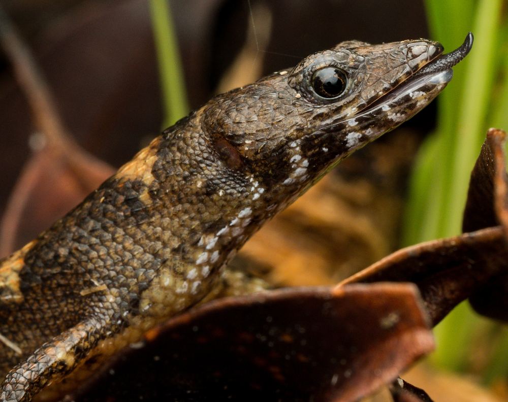 Tropidophorus sinicus