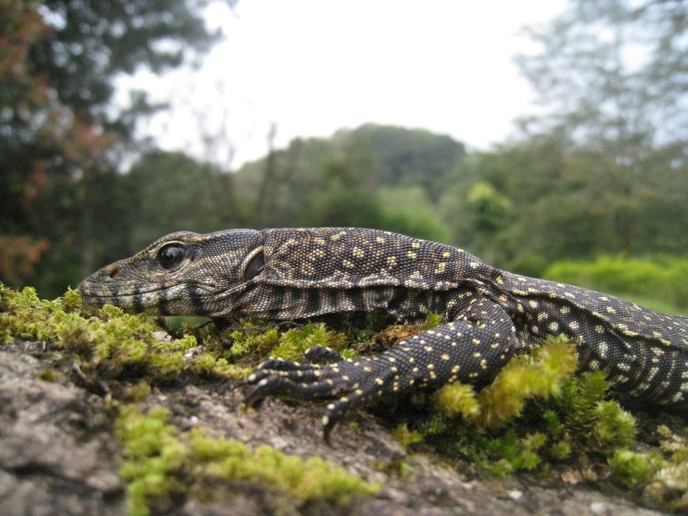 Bengal Monitor
