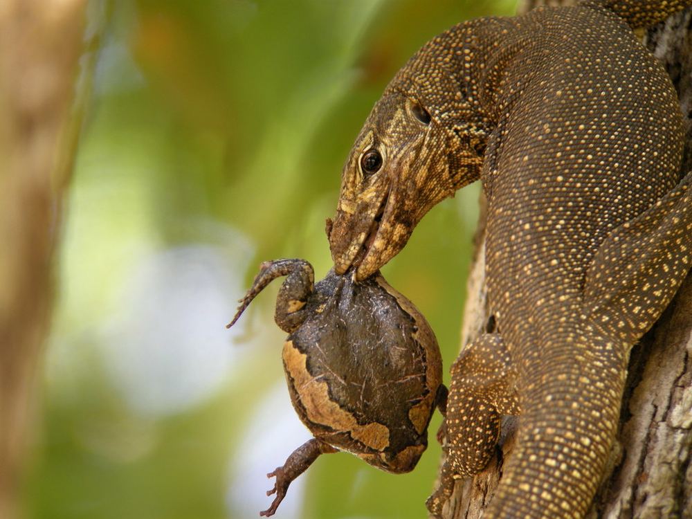 Clouded Monitor