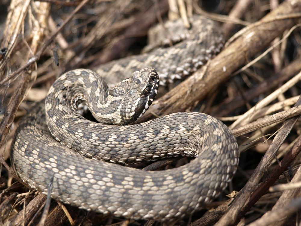 Vipera renardi
