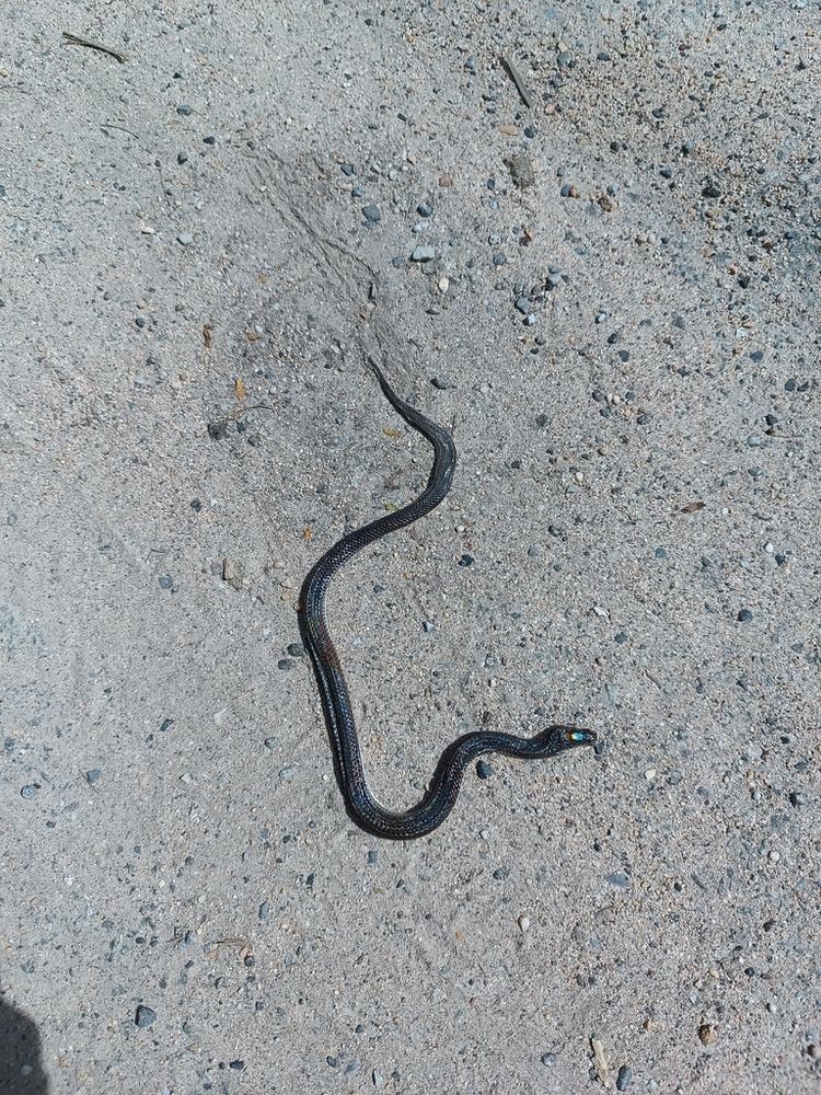 Sunbeam Snake